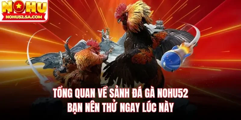 Tổng quan về sảnh đá gà Nohu52 bạn nên thử ngay lúc này
