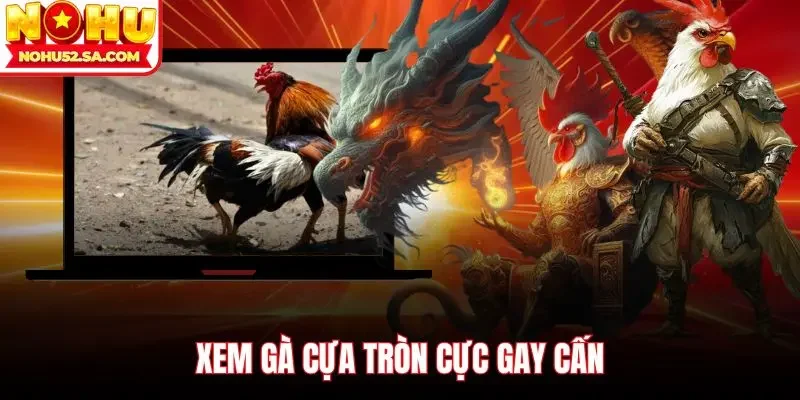 Xem gà cựa tròn cực gay cấn